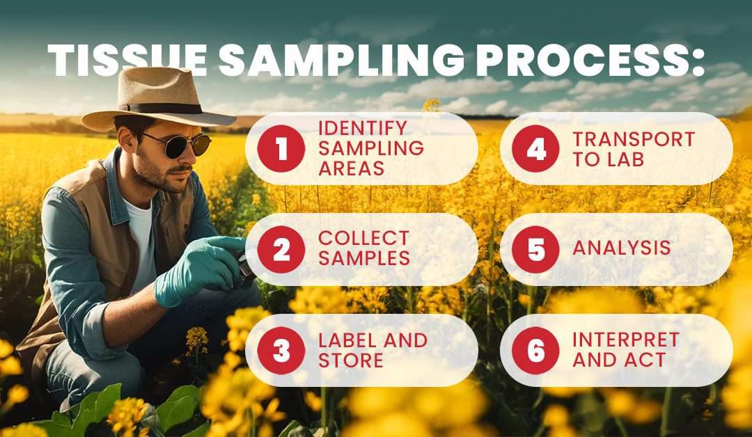 An image showcasing Canola crop in a field with a magnified view of a plant tissue sample being collected by a farmer, representing the concept of tissue sampling for crop health improvement.